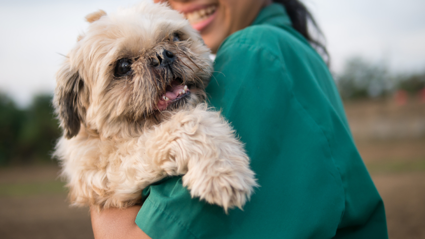 Om du som ägare engagerar dig kan din hund leva ett fullgott liv även med diabetes. Foto: Shutterstock